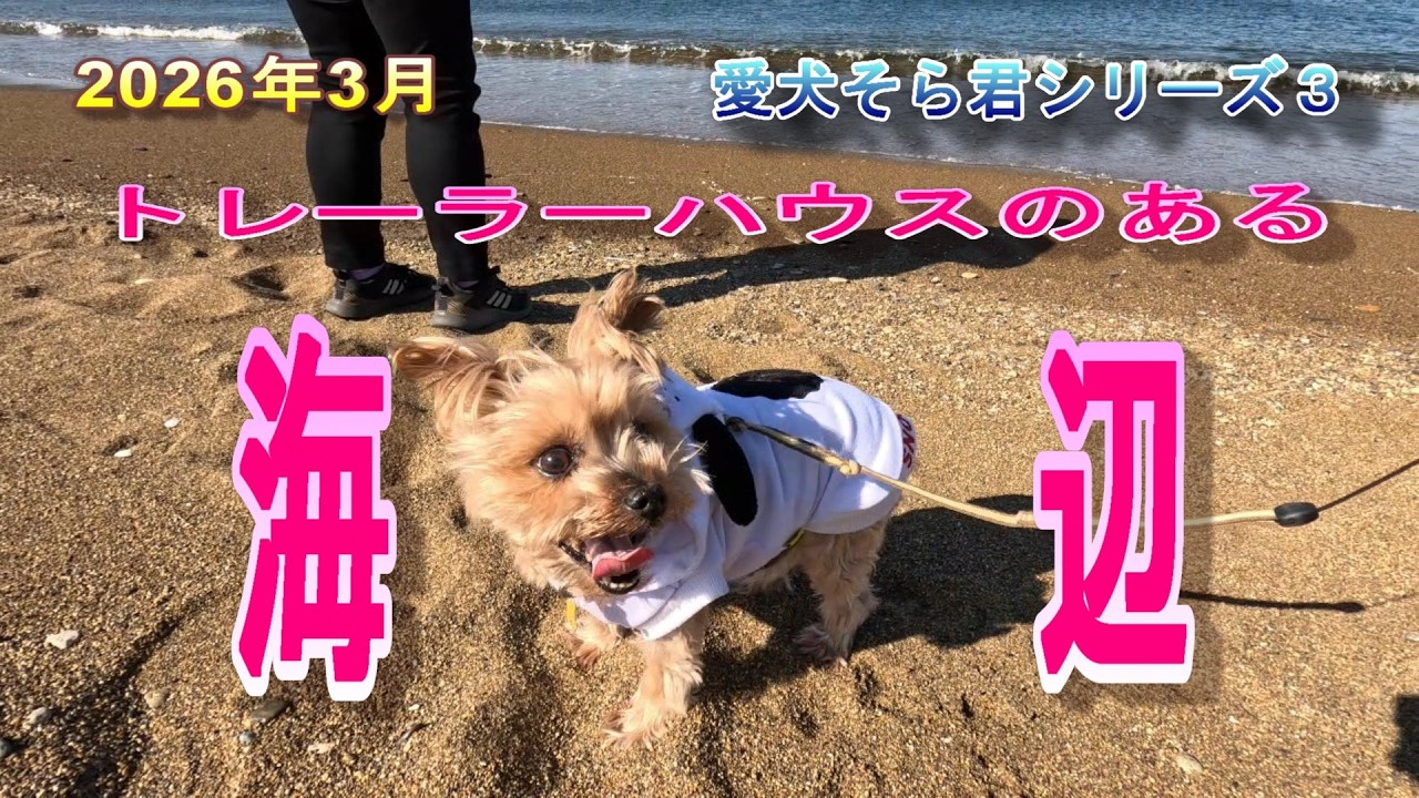 2026年3月　愛犬そら君シリーズ３　愛犬と歩く海辺　トレーラーハウスのある海　　#愛犬動画　#老犬ヨークシャーテリア　#トレーラーハウス　#海辺散歩　#癒し動画
