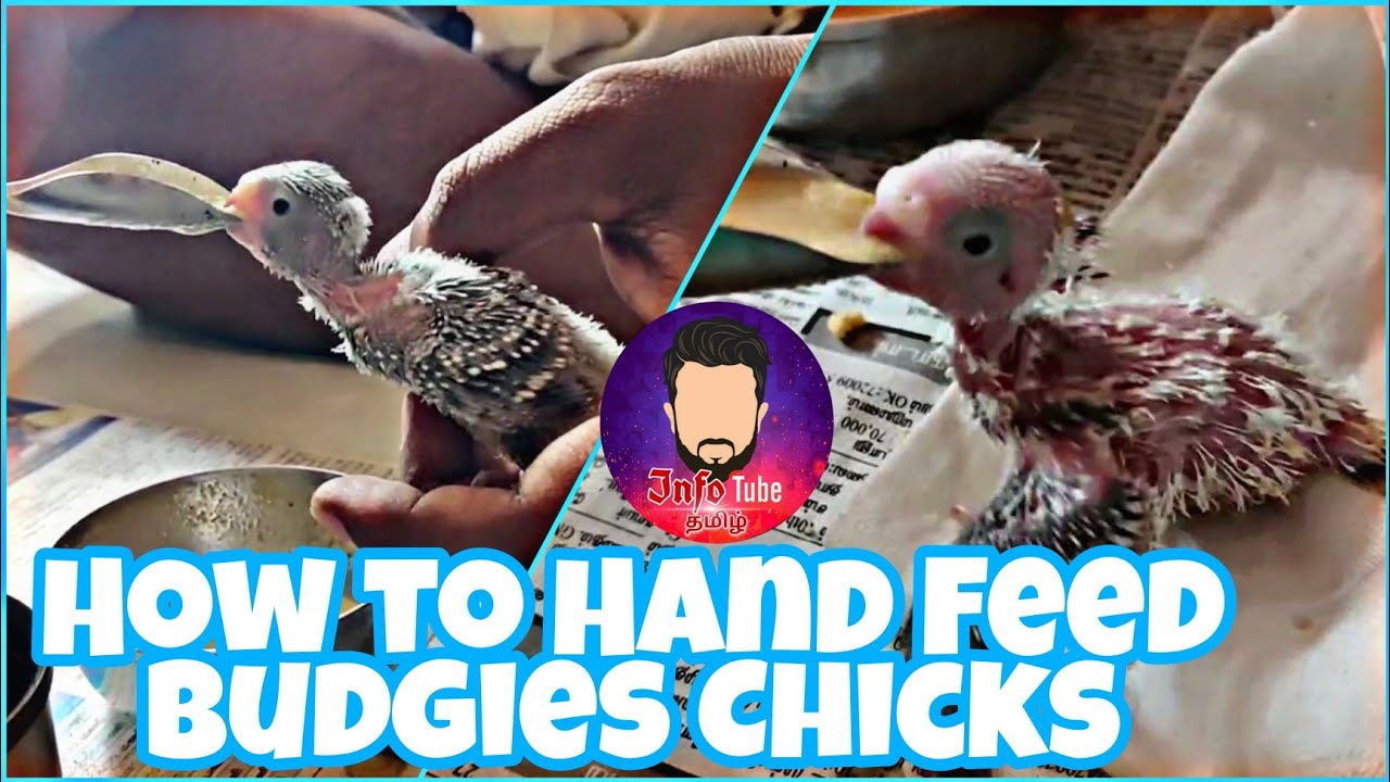 How To Hand Feed baby Budgies | Budgies Update #25 | InfoTube Tamil 360°