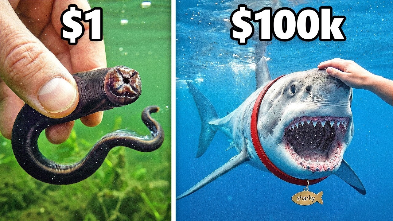 1 $vs. 100.000$ Haustier-Fisch!