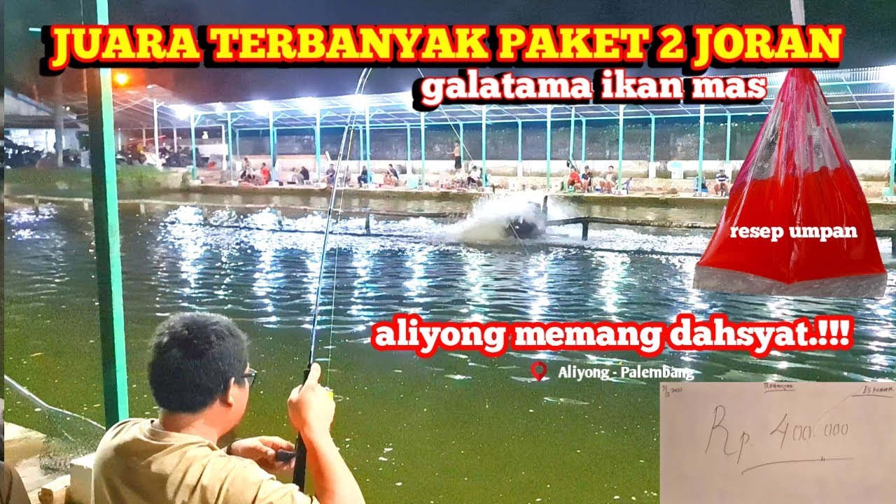 umpan ikan mas gacor‼️ kolam galatama ikan mas di palembang #GP-113