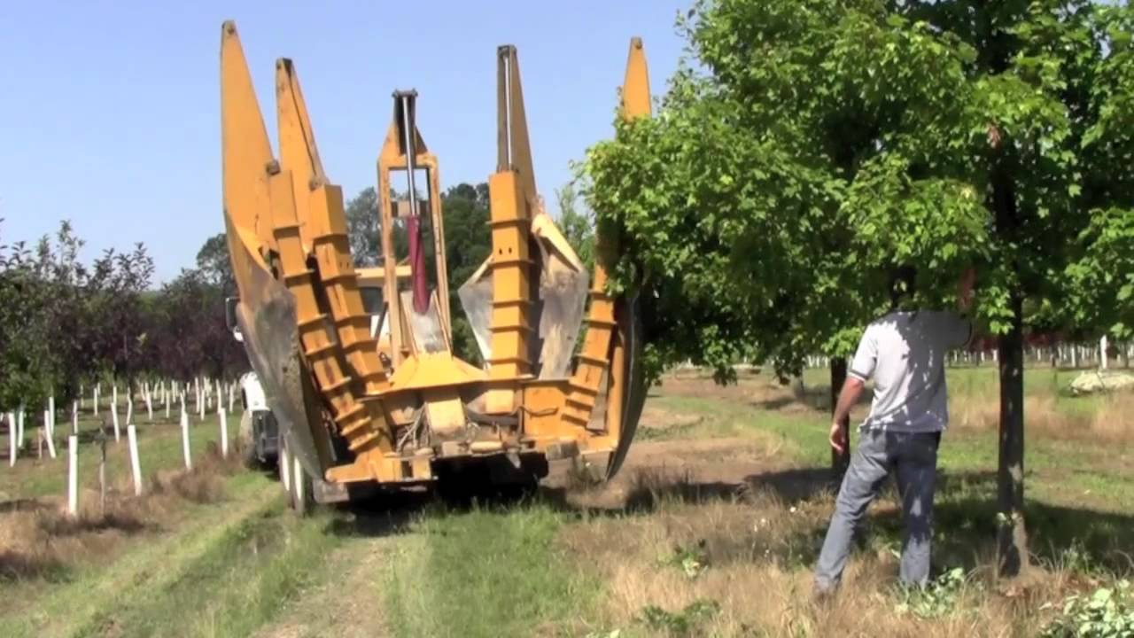 How We Dig And Move Big Trees