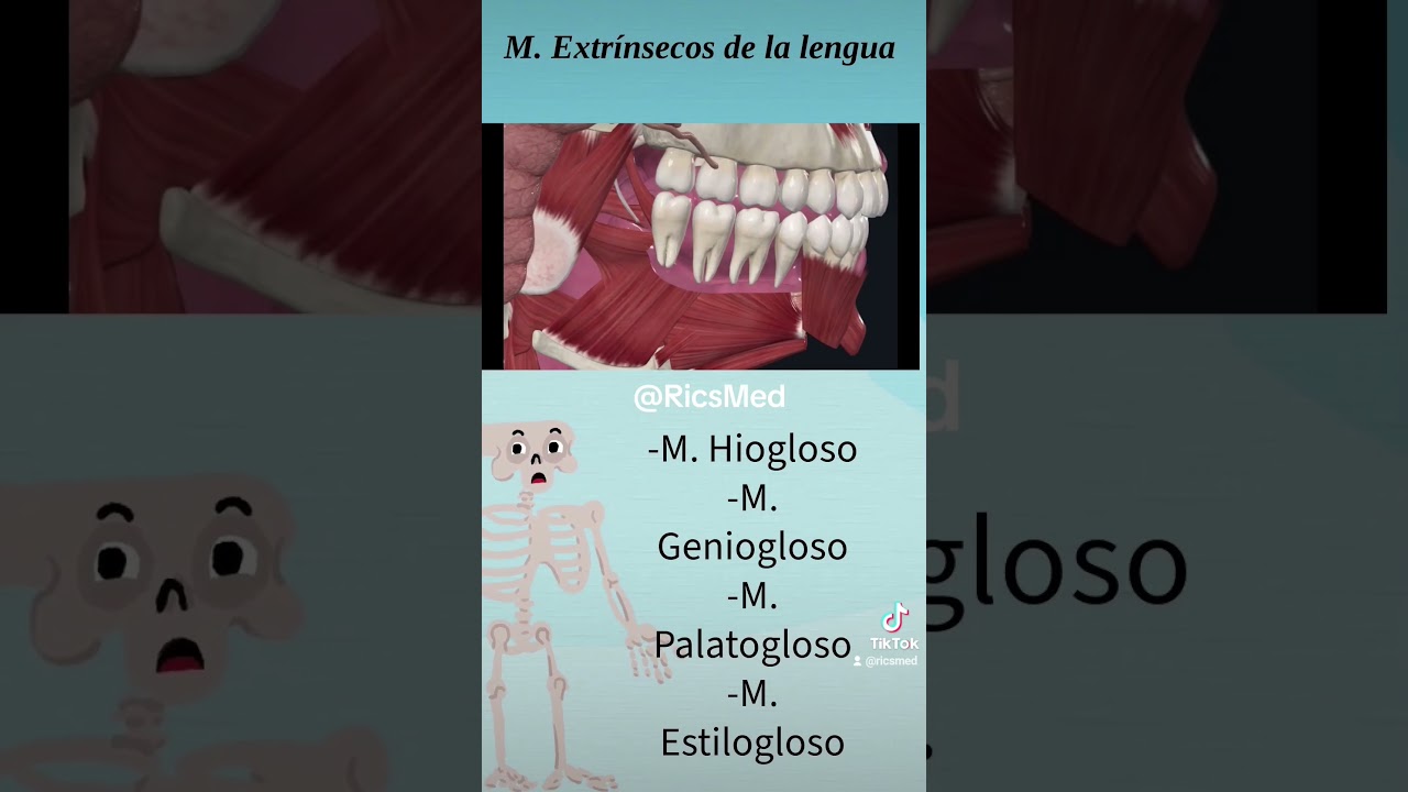 M&uacute;sculos extr&iacute;nsecos de la lengua #anatomia #primersemestre #anatomiafacil #doctor