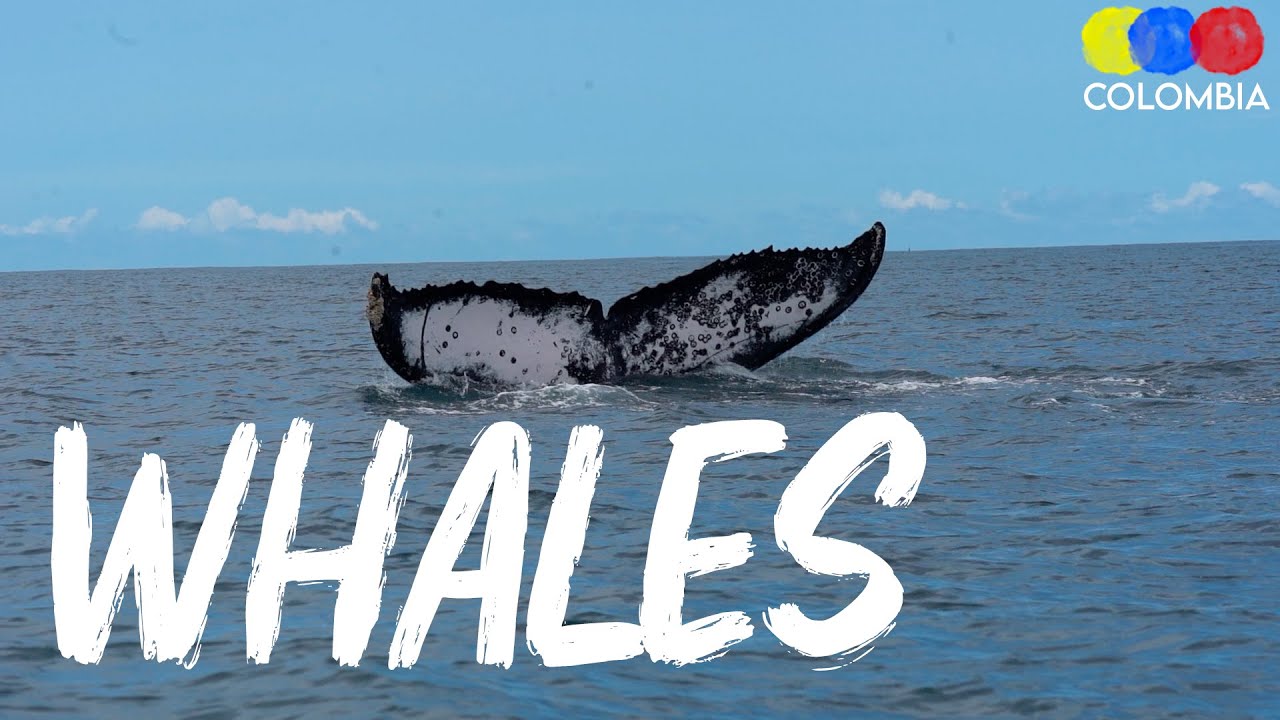 Whale Watching Colombia - Tour in Bahia Solano Pacific Coast