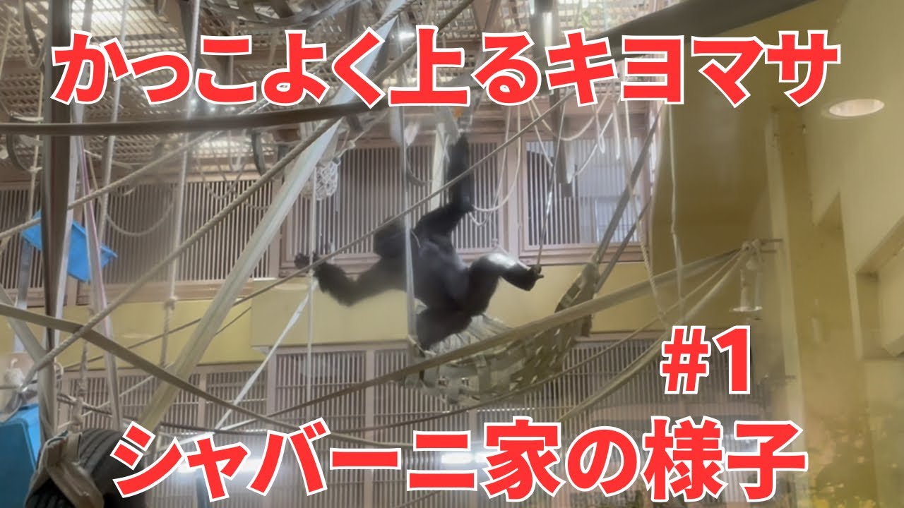 キヨマサは高い所が好き【東山動物園・ゴリラ】シャバーニ家の様子 #1