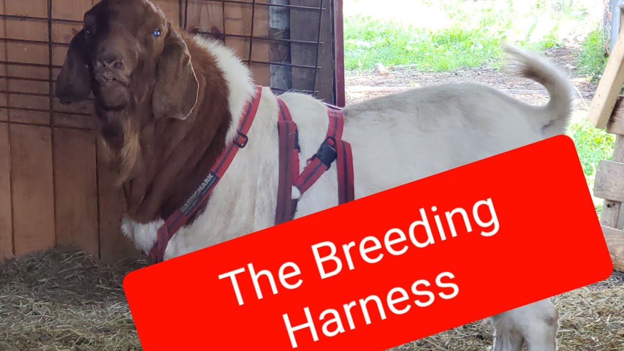 The Breeding Harness/Breeding Group 2 vlog 67