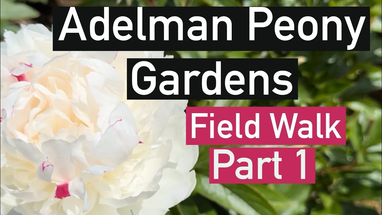 Adelman Peony Gardens field walk with names Pt 1. #peonies #gardening #paeonia #flowers #perennial