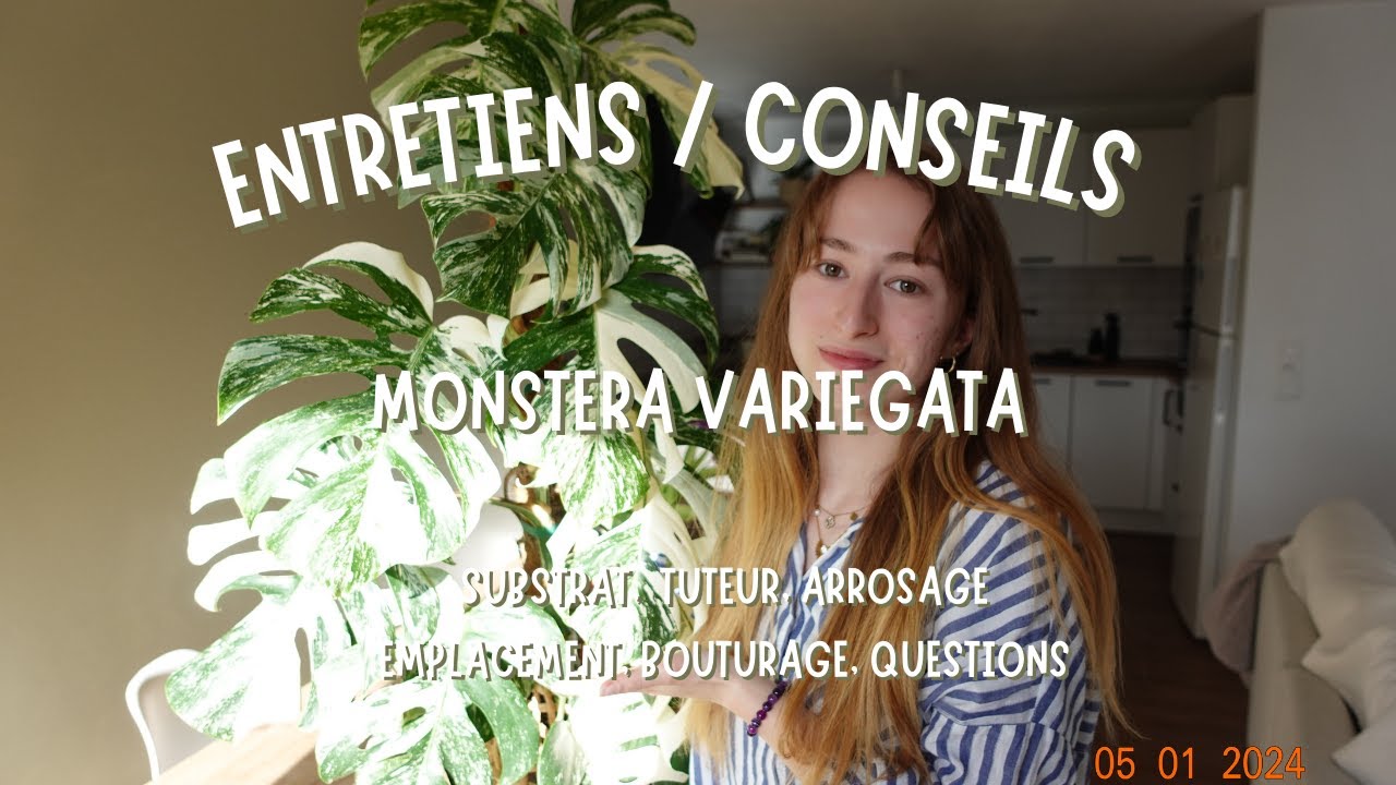 ENTRETIENS / CONSEILS DE LA MONSTERA VARIEGATA - Substrat, Tuteur, Emplacement, Bouturage, Questions