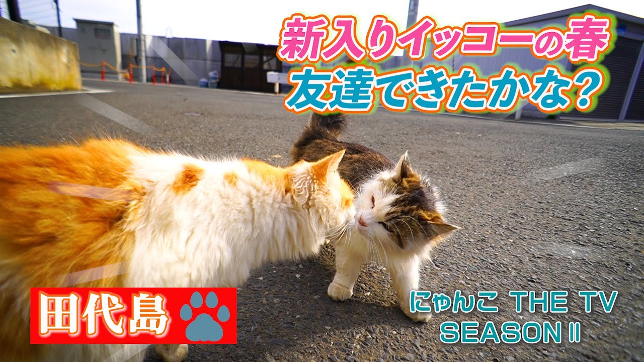 イッコーさんの島暮らし〜友達できたかな？！