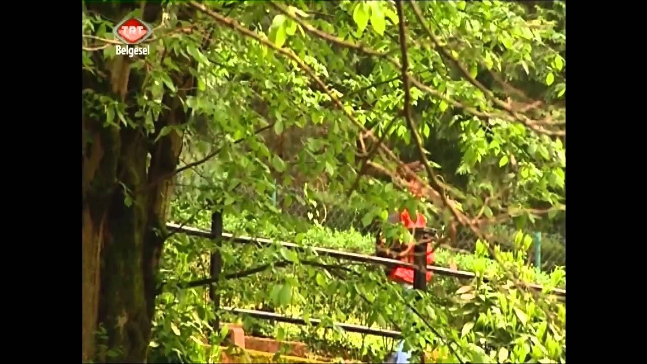 Yalova Termal güzel bir belgeseli