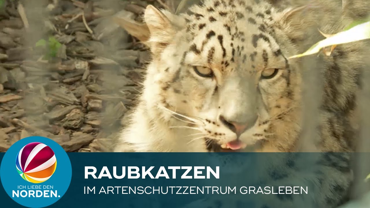 Ferientipp: Exotische Raubkatzen im Artenschutzzentrum Grasleben