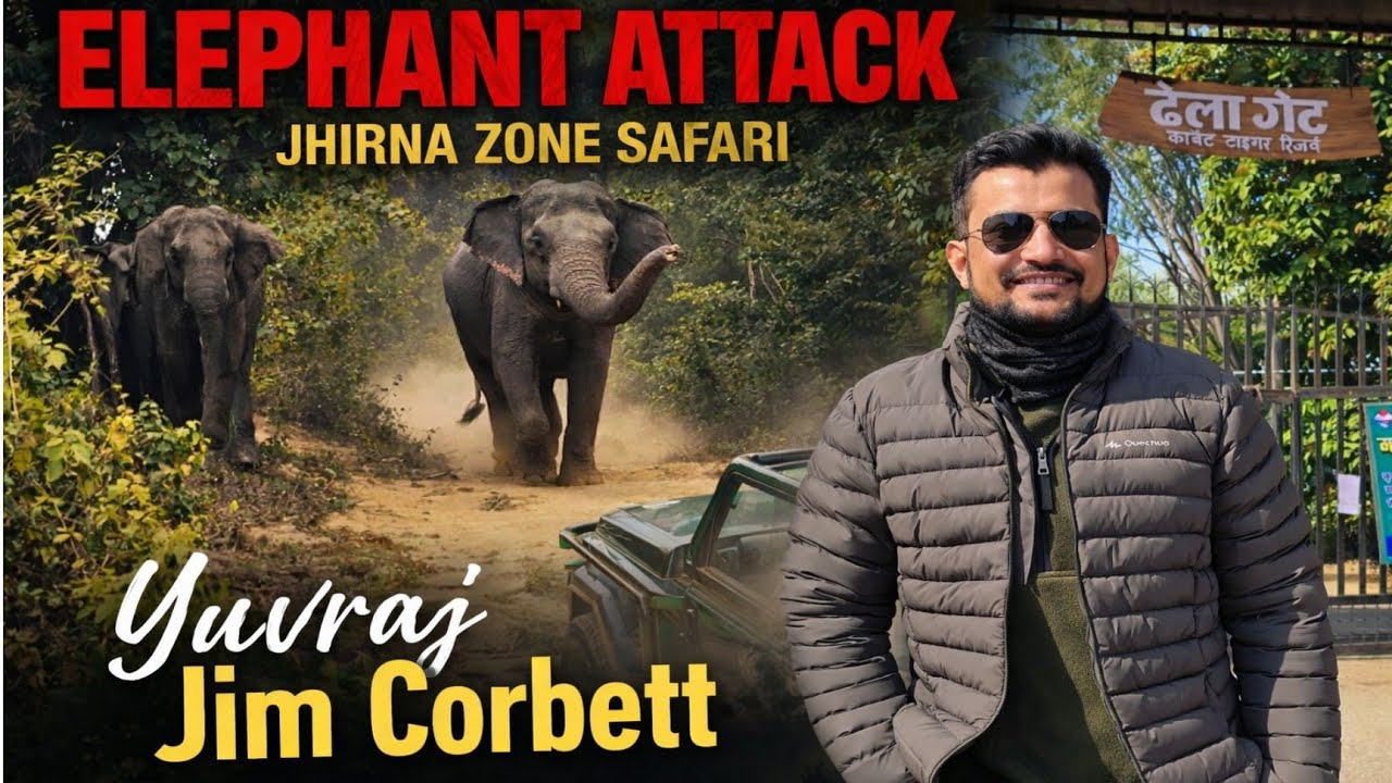 ELEPHANT ATTACK 😱 | Jhirna Zone Safari Gone Wrong | Jim Corbett #yuvrajjimcorbett