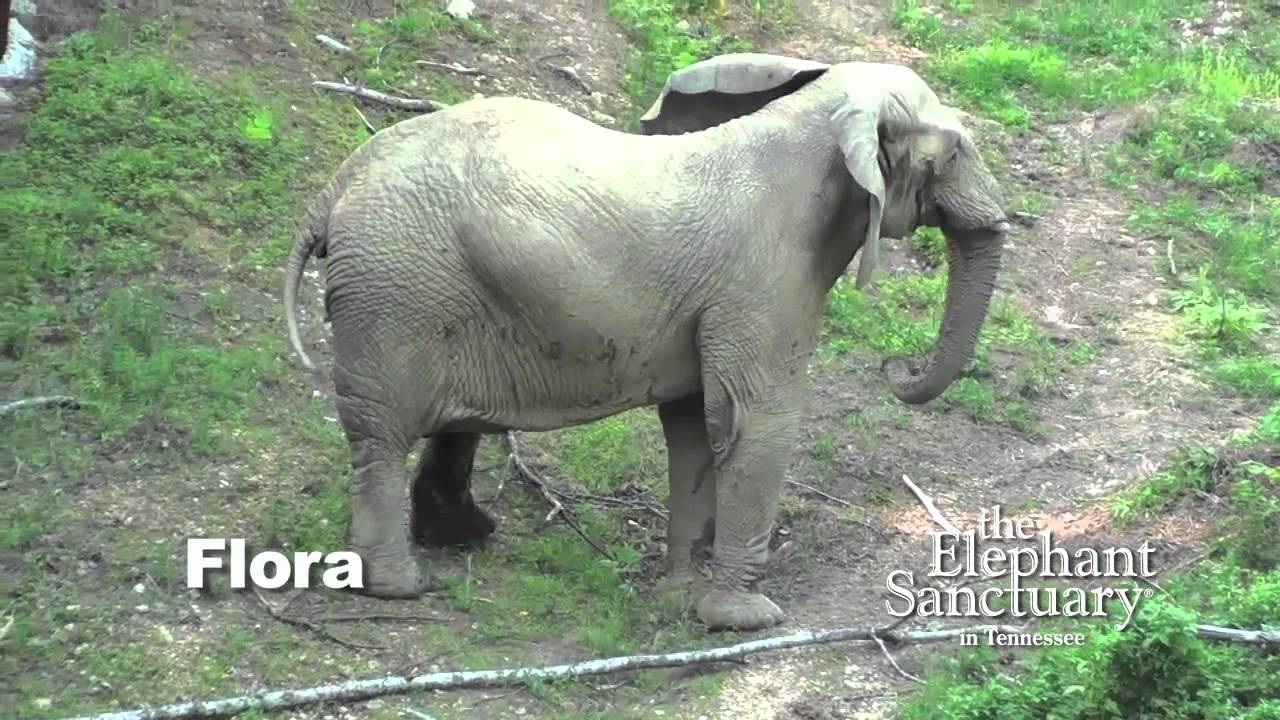 The Elephant Sanctuary | Flora & Tange in North Woods Valley