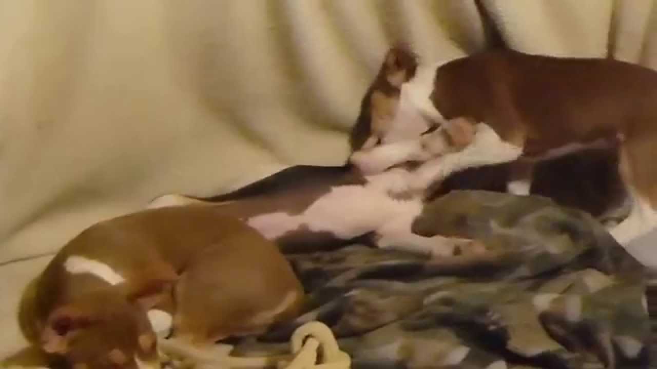 Last night together - 9 1/2 week old Rat Terrier puppies