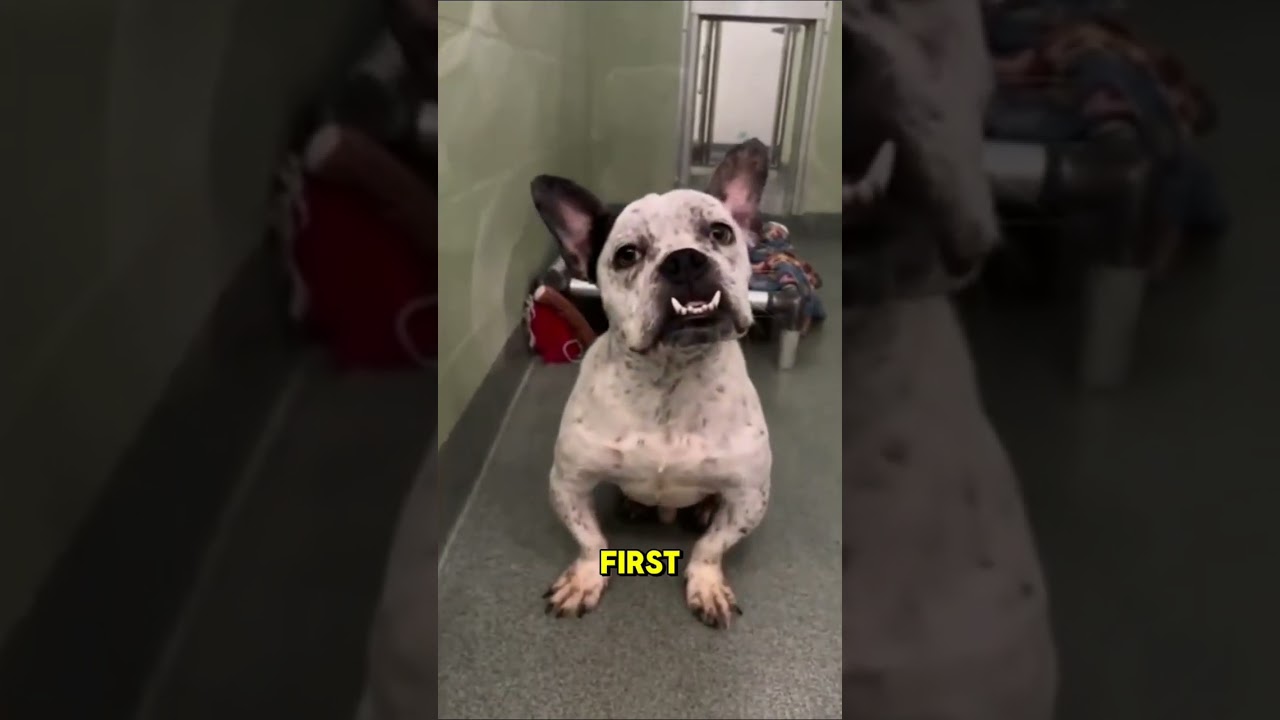Senior dog got adopted 🥹 Watch Full Story ☝️