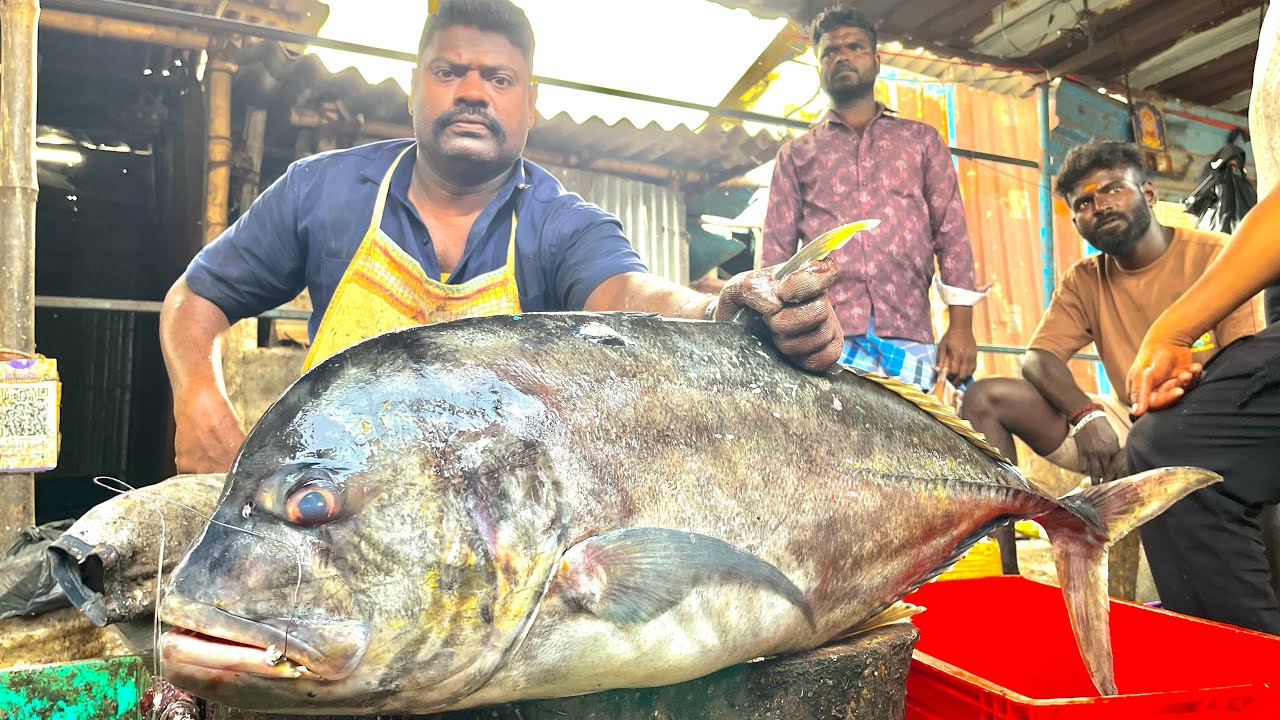 KASIMEDU SPEED SELVAM BIG  BLACK TREVALLY FISH CUTTING VIDEO #kingfishcutting #kasimedufishctting