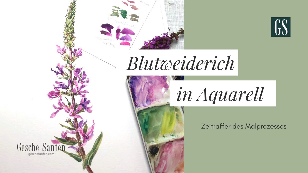 Blutweiderich in Aquarell - Kompletter Malprozess in Zeitraffer