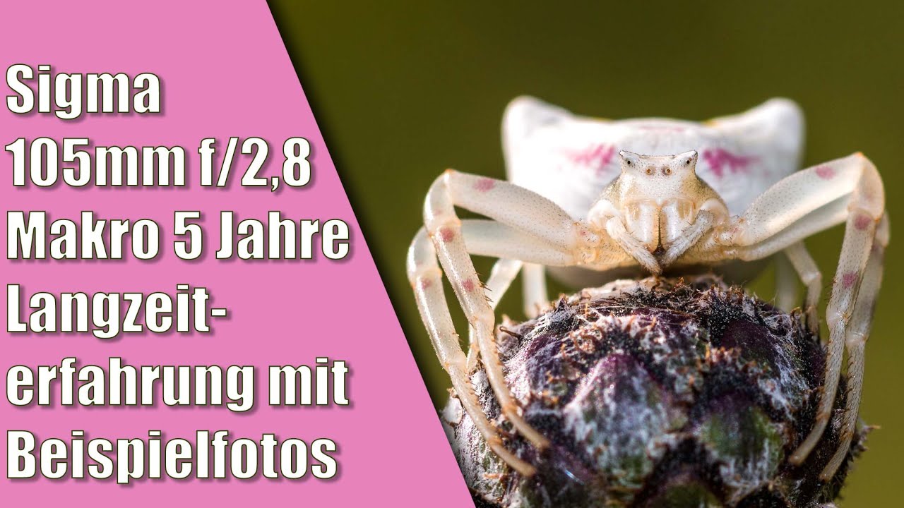 Sigma 105mm 2,8 Makro Objektiv Langzeiterfahrung mit Beispielbildern deutsch