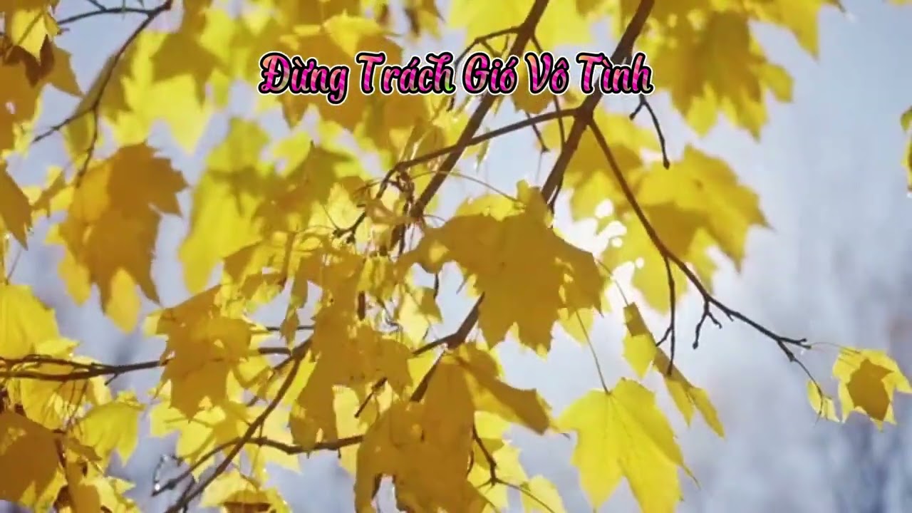 Đừng Trách Gió Vô Tình - Bossa Nova - Công Hoán - Ý Thơ: TTH #Bossanova #Rumba #Bolero #TinhCa