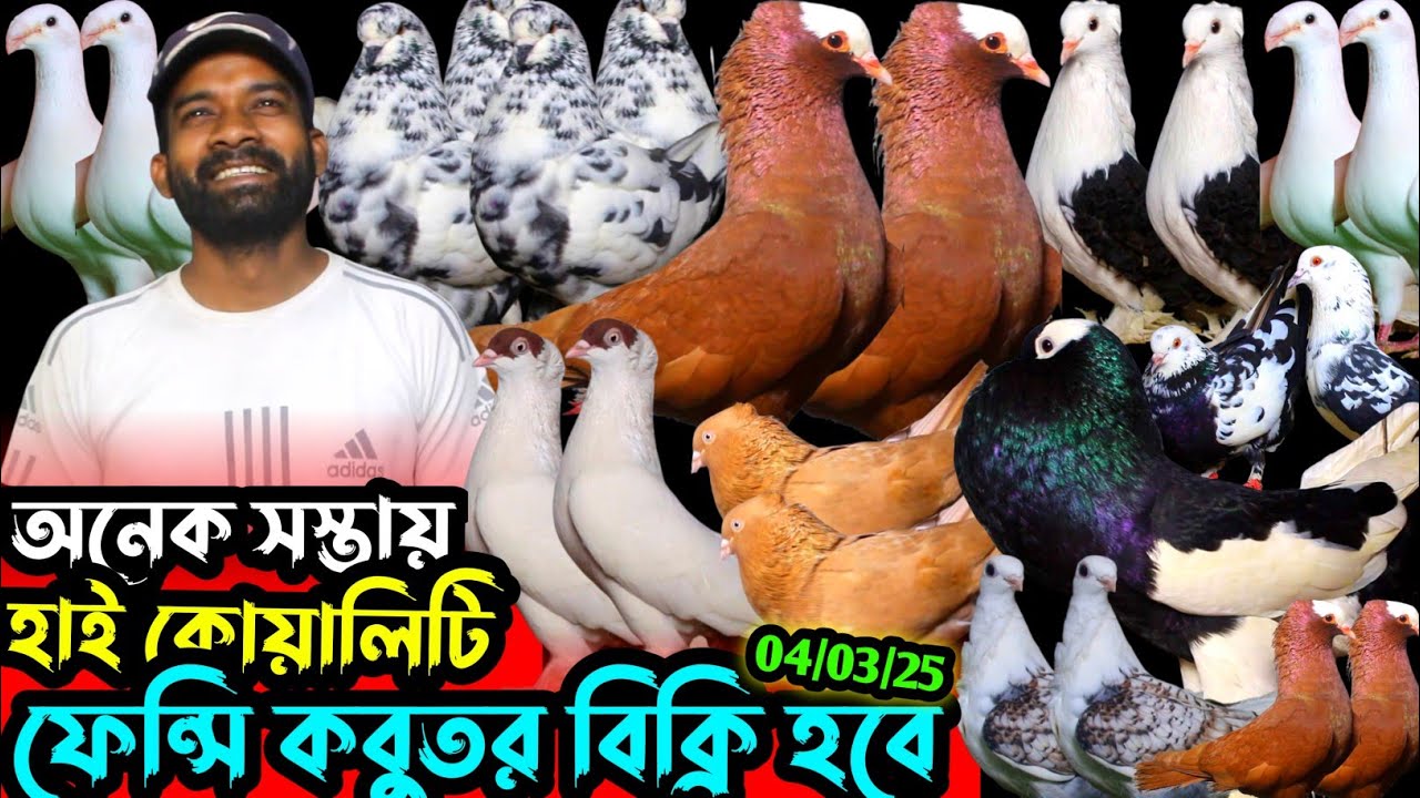 অনেক সস্তা দামে ফেন্সি কবুতর কিনুন || হাই কোয়ালিটি কবুতর বিক্রি হবে || সবচেয়ে কম দামের কবুতর বিক্রি