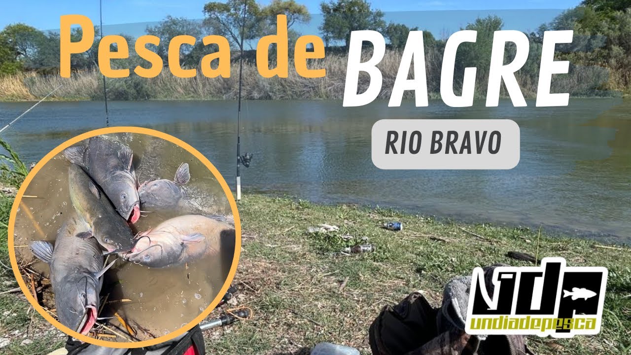 Pesca de BAGRE con @supervivenciacazaypesca.1324
