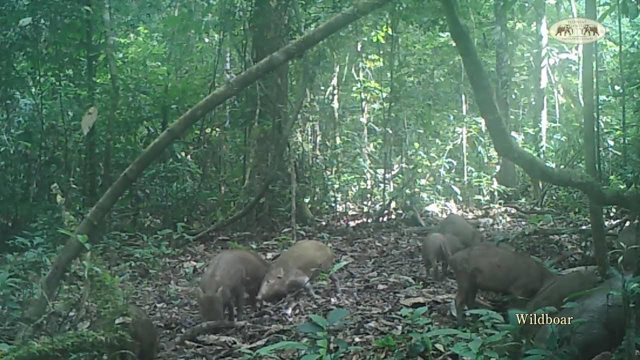 A large sounder of wild boar with playful piglets in Khao Sok National Park