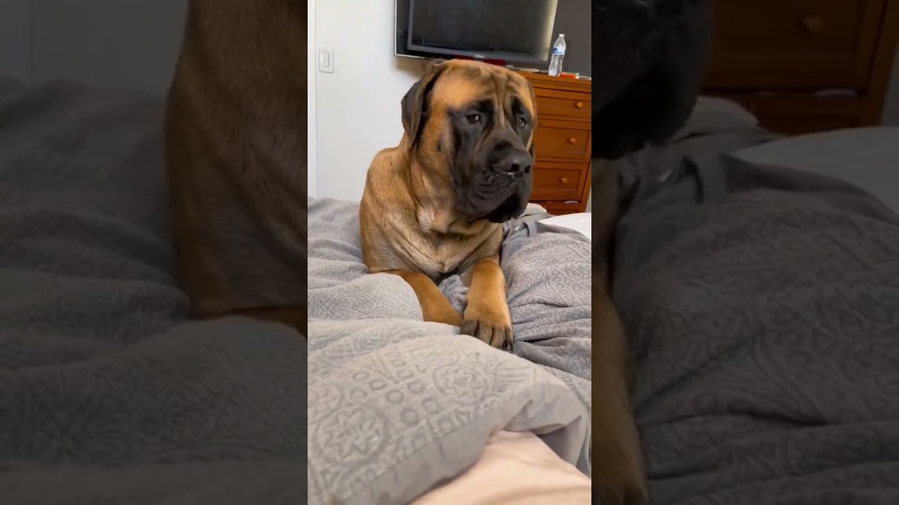 My GIANT dog can speak ENGLISH! 