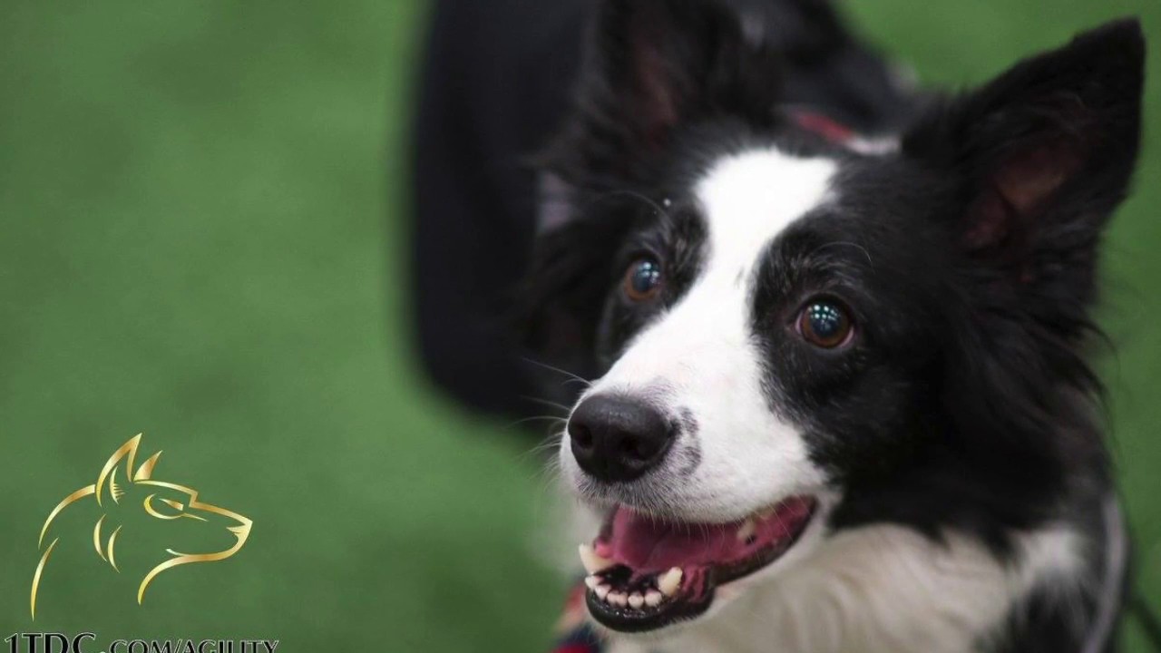 K9 Agility 101 Часть 2 Джессика Ажу