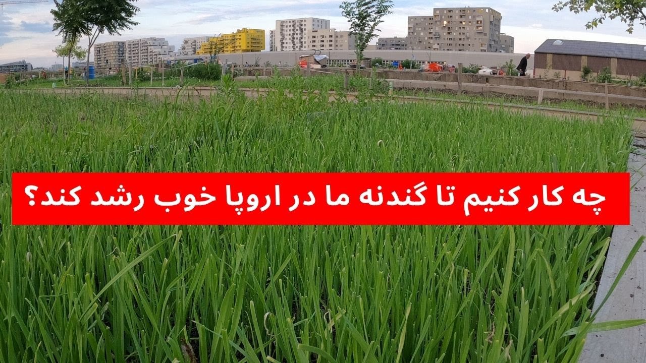طرز کشت و پرورش گندنه در کشور های اروپایی