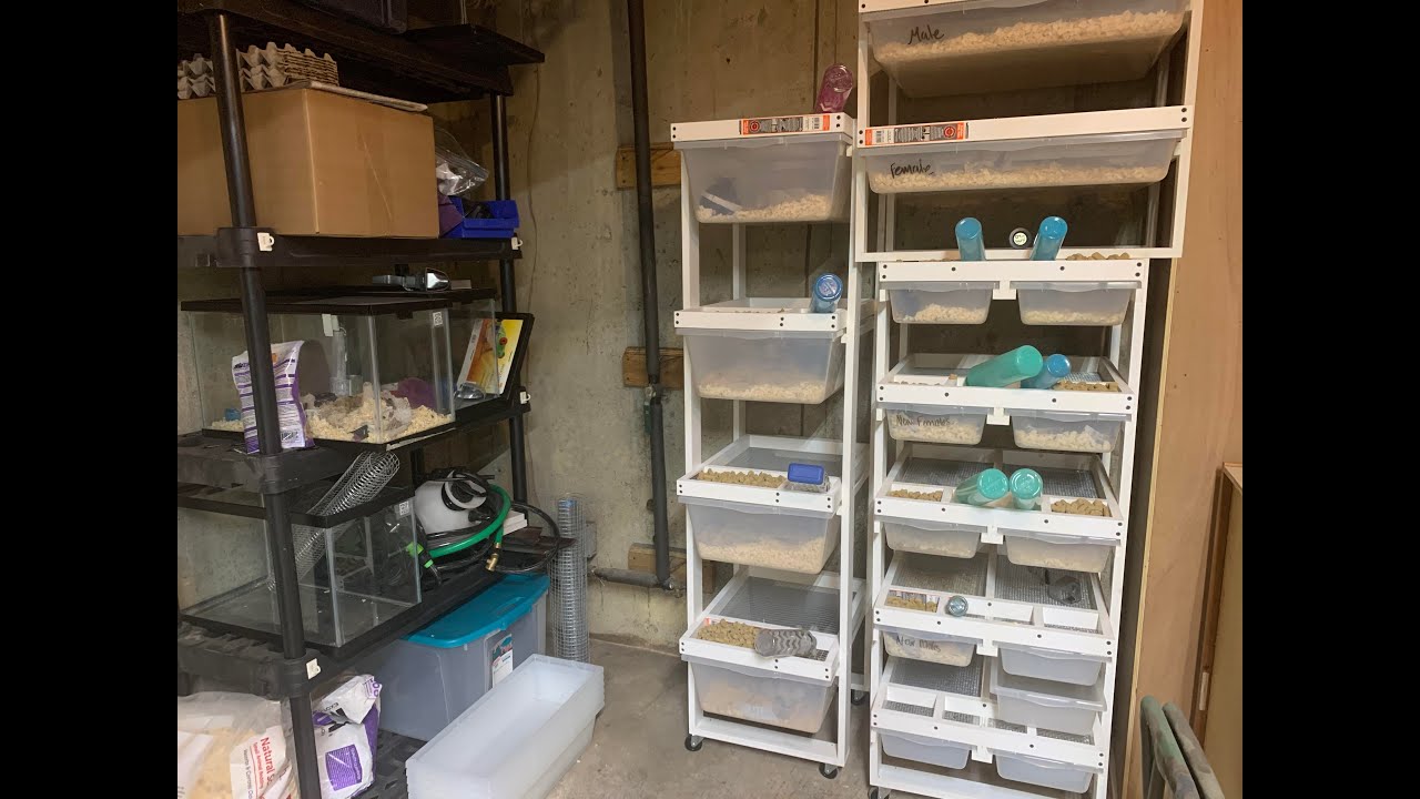 CHEAP DIY PVC Rat Rack