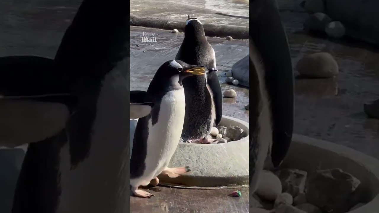 Penguins collecting breeding pebbles painted by kids in hospital