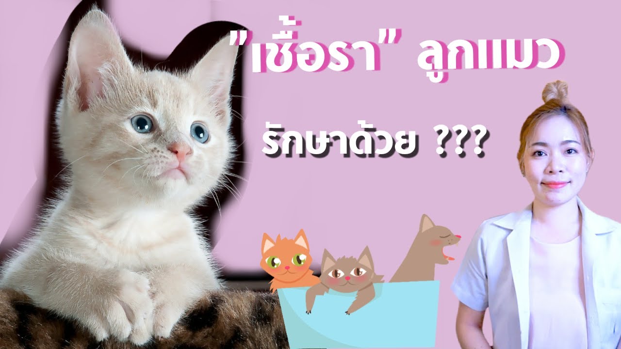 ลูกแมวเป็น 