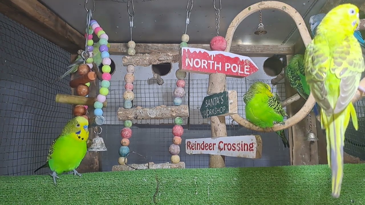 “My parrot out here flexing on everyone 🦜💅”