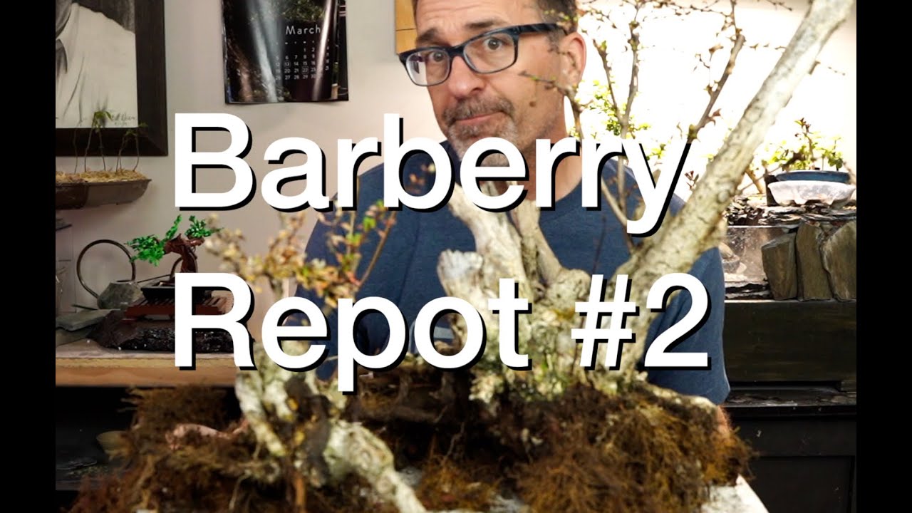 Barberry Part 2:  Dave's Bonsai E310