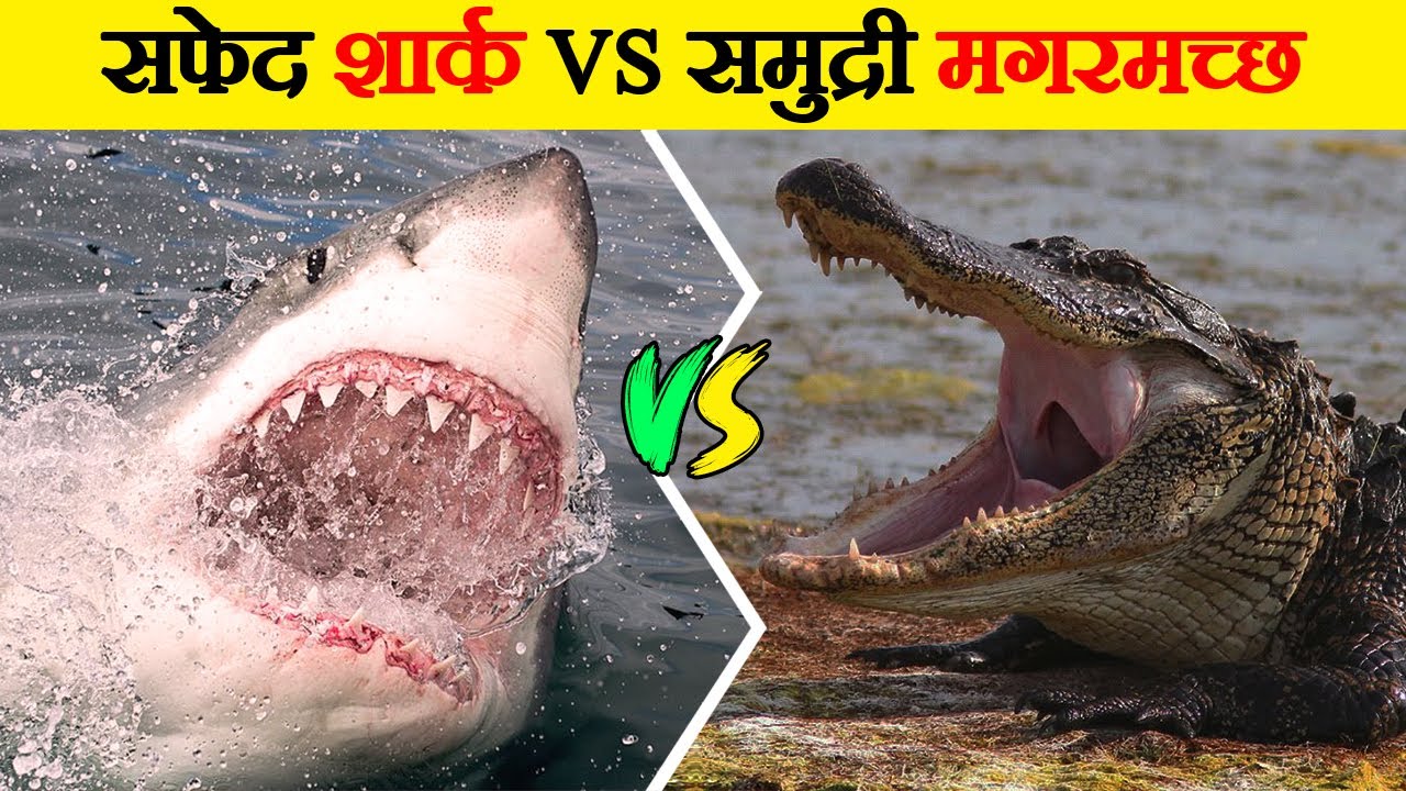 समुद्री मगरमच्छ और सफेद शार्क के बीच खतरनाक लड़ाई | Saltwater Crocodile vs Great White Shark