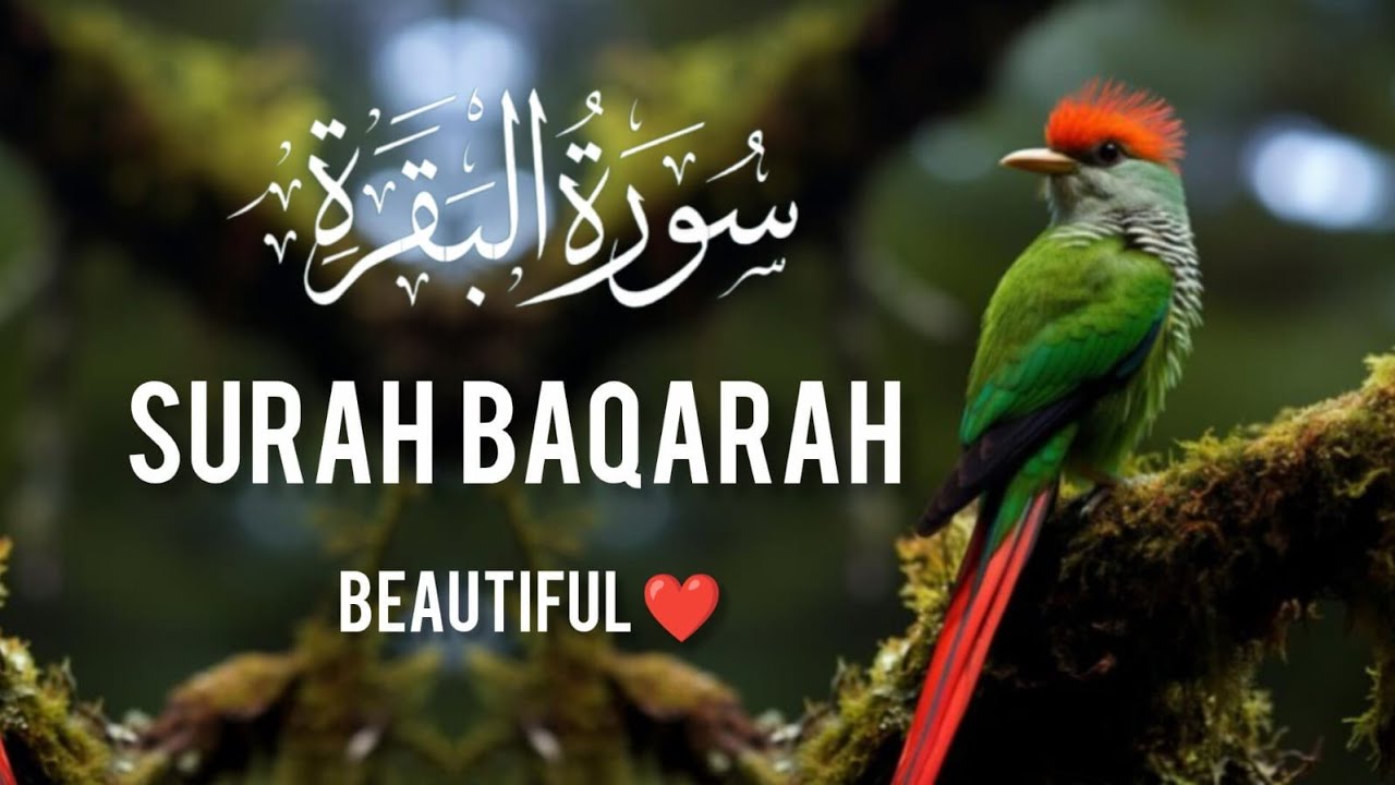 Surah baqarah ( سورۃ البقرہ) quran Kareem tilawat Hafiz Javed beautiful video 