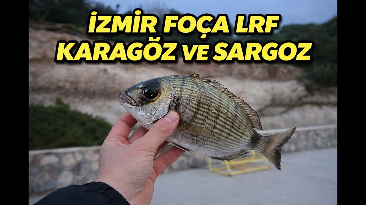 LRF ile İzmir / Foça da akşam suyu sargoz ve karagöz avı | hafif takımla akşam yürüyüşü | 20.01.2026