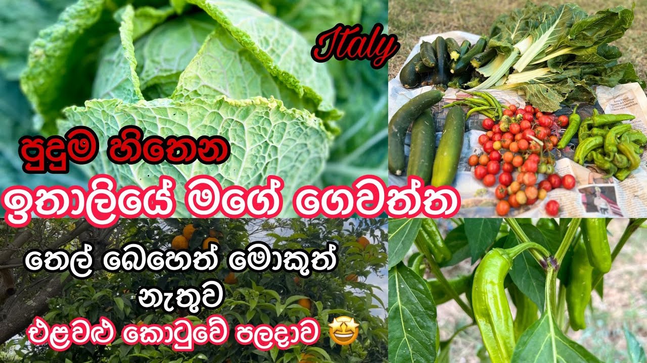 තෙල් බෙහෙත් මොකුත් නැතුව එළවළු කොටුවෙන් ගත්ත පලදාව😱ඉතාලියේ ලස්සන මගේ ගෙවත්ත|ciaoapi |