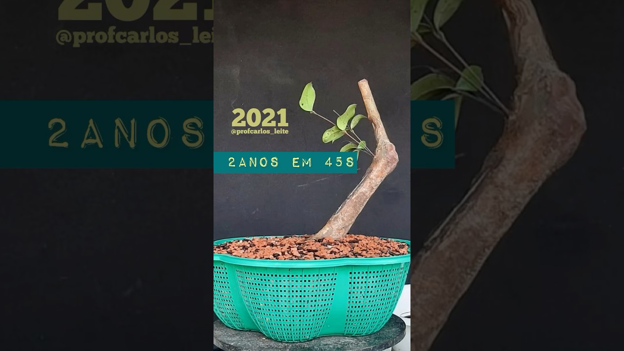 🚨SE LIGA - Versão estendida e narrada - Formando a linha de tronco de um Bonsai 🌳Guabijú 
