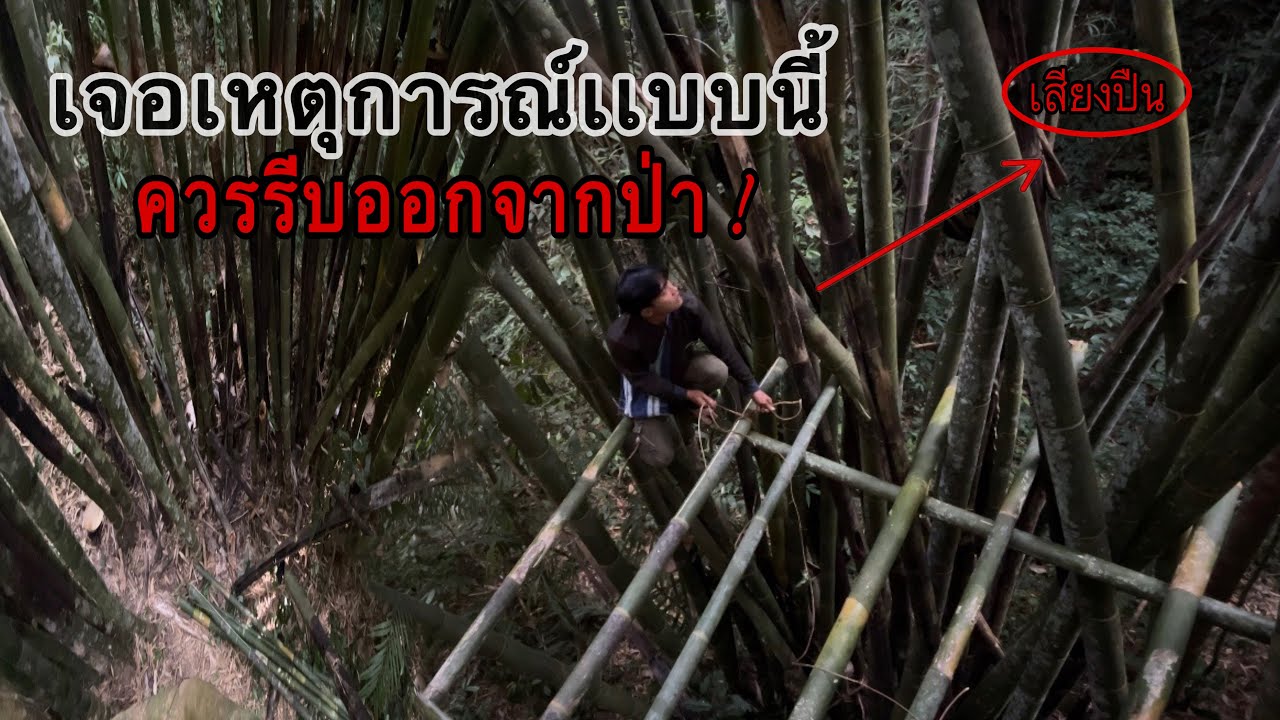 ขัดห้างคนเดียวบนกอไผ่สูง!เจอเหตุการณ์ไม่คาดคิด!ต้องรีบหนีออกจากป่าโดยเร็ว!