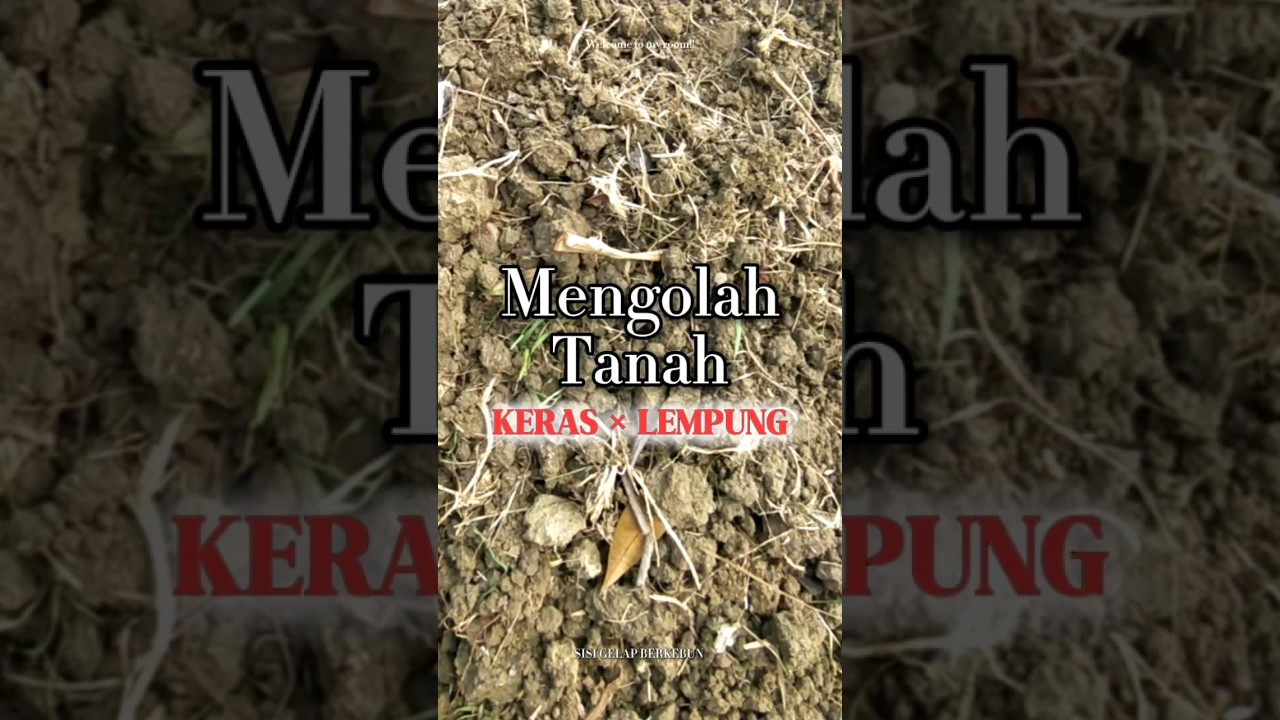 bagaimana cara mengolah tanah keras lempung seperti ini? 