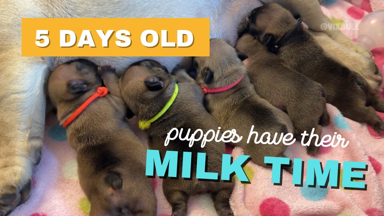 Puppy Milk Time! 5-Day-Old French Bulldog Babies Enjoy a Meal