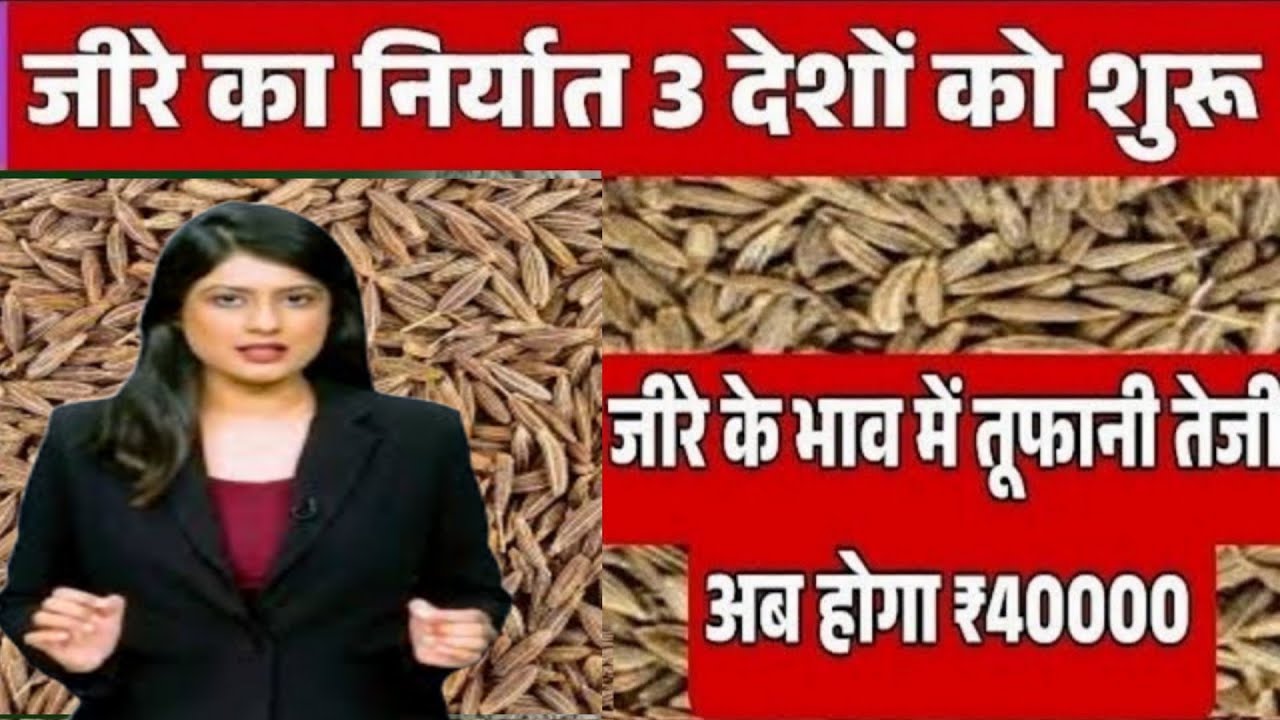 जीरे का अचानक पलटा बाजार देखें आज के ताजा भावjeere ke taaja rate, jeere ka price, jeera mandi bhav