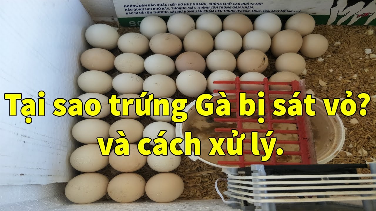 Hướng dẫn cách khắc phục trứng Gà bị sát vỏ | Trang Trại An Xuyên