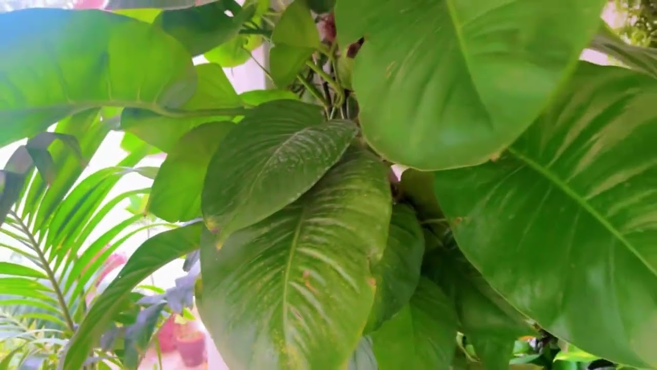 Green is the new gold 🍃✨ #plantgoals #PlantLover GreenVibes
