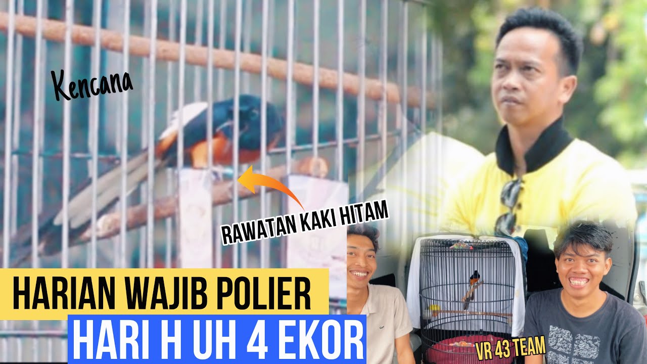 Rawatan kaki hitam wajib polier UH 4 EKOR🔥Murai batu KENCANA VR43