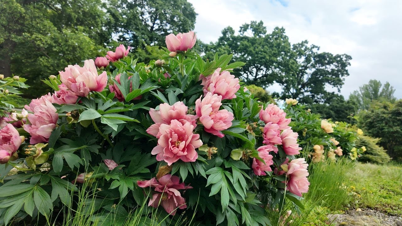Peony Garden Tour (2025)