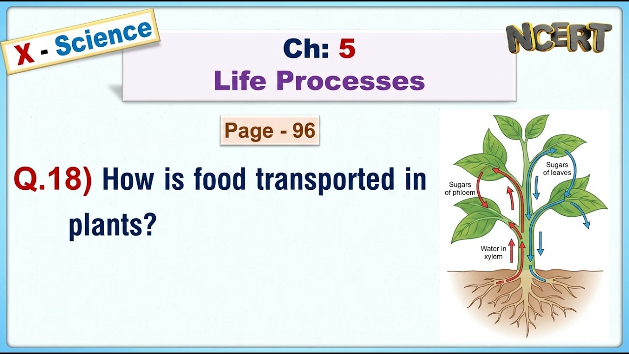 Ch:05 - Pg:96 - Q.18) How is food transported in plants?