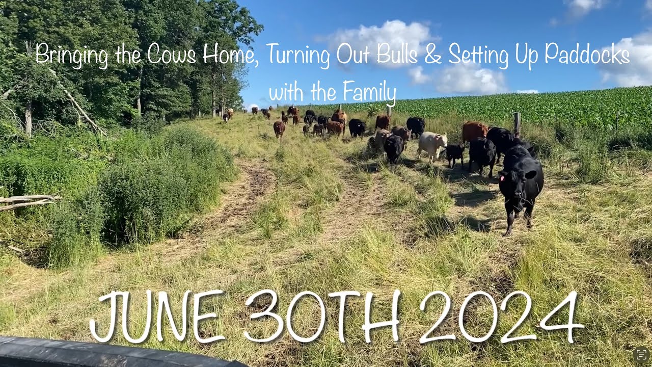 Lots Going on! Coming Home, Bull Turn Out and Pasture Set Up