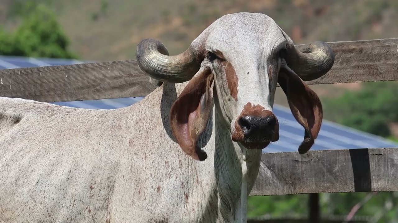 ZHS 187 - Historia FIV da Morro Alto