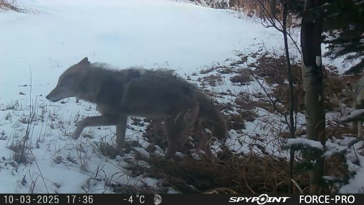 Winter 2024 25 Coyotes Part 2